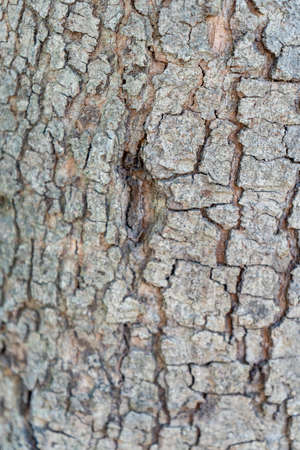 Tree bark texture. Tree bark texture background. Tree bark texture.の写真素材