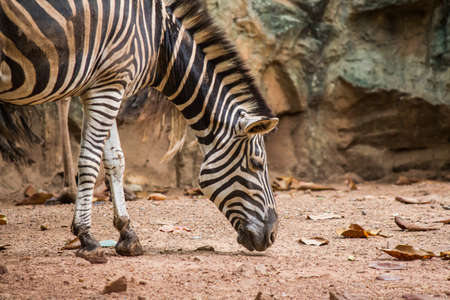 Zebra ,Dusitzoo of Thailandの写真素材