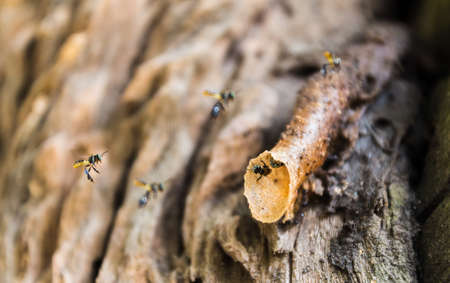 bees be diligent and create beehive.の写真素材