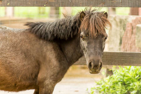Young horse in Dusitzoo ,Thailand.の写真素材