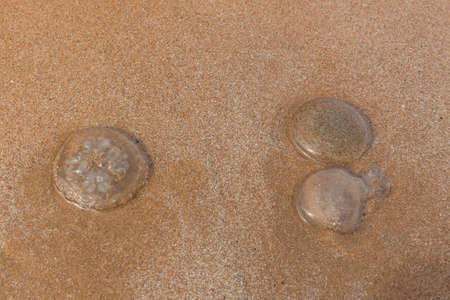 jellyfish sits on the beach.の写真素材