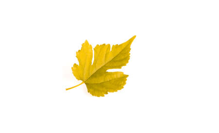 mulberry leaf on the white background.の写真素材