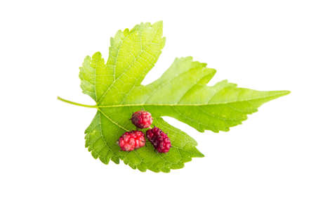 Mulberries on a white background.