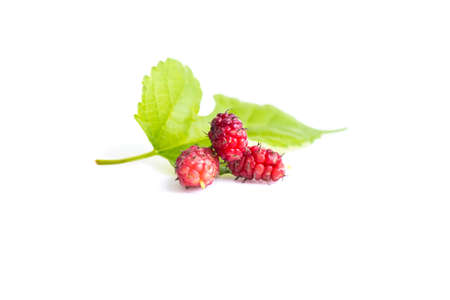 Mulberries on a white background.の写真素材