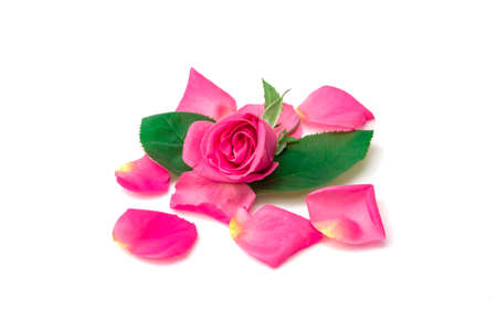 Roses in white background.の写真素材