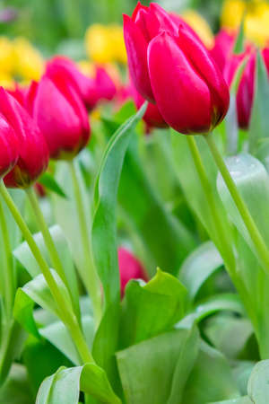 Beauty tulips in garden.