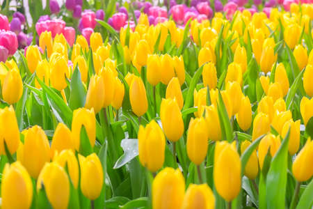 Tulips in garden.の写真素材