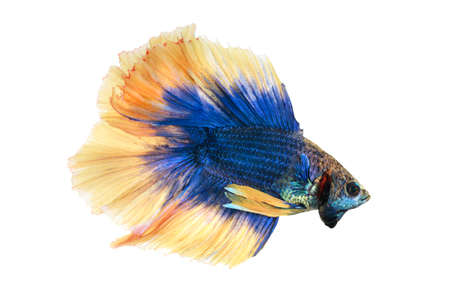 Close up Siamese fighting fish betta splendens (Halfmoon blue and yellow dragon betta ) isolated on white background. long fins and tail.  action fish splendens.の写真素材