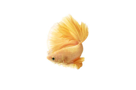 Close up Siamese fighting fish betta splendens (Halfmoon gold dragon betta ) isolated on white background. long fins and tail.  action fish splendens.の写真素材