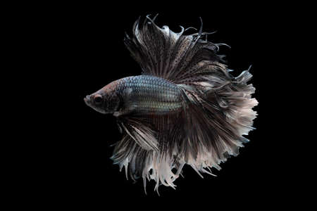 Black and white beautiful Siamese fighting fish long tail and fin swimming on black background.の写真素材