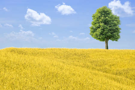A yellow rice field on a hill with a big tree on blue sky background. Ecology concept.の写真素材