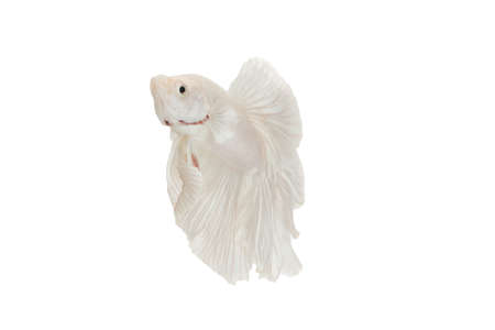 Close up Siamese fighting fish betta splendens (Halfmoon white dragon betta ) isolated on black background. long fins and tail.  action fish splendens.の写真素材