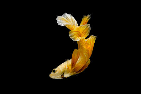 Close up Siamese fighting fish betta splendens (Halfmoon gold dragon betta ) isolated on black background. long fins and tail.  action fish splendensの写真素材