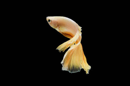 Siamese fighting fish betta splendens (Halfmoon gold dragon betta ) isolated on black background. action fish splendens. long fins and tail.の写真素材