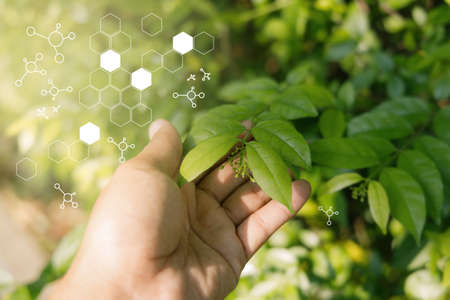 People 's hand holding natural green leaves on bokeh and sun light with copy space. Beautiful green nature background. Safe world and ecology concept.の写真素材