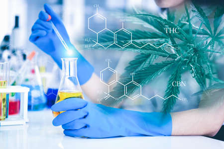 Double exposure of researchers and Cannabis tree. Researchers are researching marijuana extracts THC and CBN for medical and business use. The researcher is analyzing the medicine related innovation.の写真素材