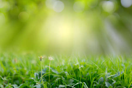 Natural green grass on bokeh and rays with sunlight and blurred greenery background in garden with copy space. Safe world and ecology concept.の写真素材