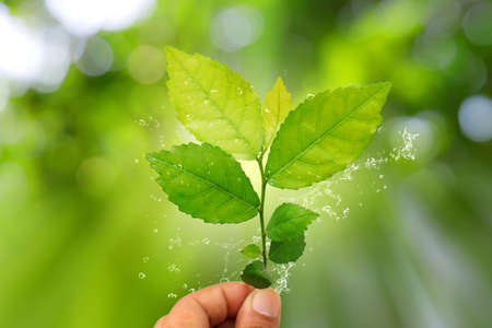 People 's hand holding natural green leaf with water splash on greenery bokeh and sun light with copy space. Beautiful green nature background. Safe world and ecology concept.の写真素材