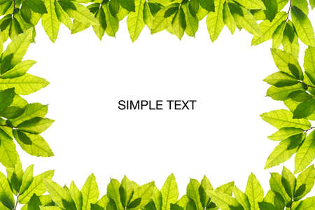 Natural green leaves on white background with copy space for banner and your text. ecology background concept.の写真素材