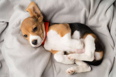 Cute beagle puppy is lying on a gray cloth with the morning sun.の写真素材