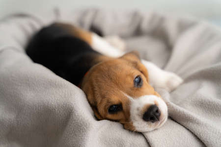 Cute beagle puppy is lying on a gray cloth with the morning sun.の写真素材