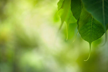 Natural green Pho leaves on bokeh with sun light and blurred greenery background in garden with copy space. Safe world and ecology concept.の写真素材