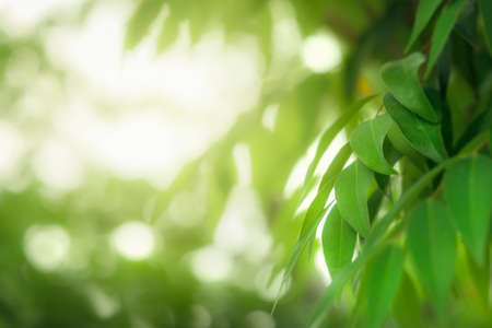 Natural green leaves on bokeh and sun light with copy space. Beautiful green nature background. Safe world and ecology concept.の写真素材