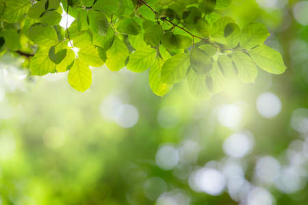 Natural green leaves on bokeh with sun light and blurred greenery background in garden with copy...