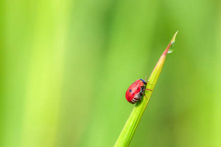Ladybug perched on a long pointed blade of grass with raindrops perched on the tip of the leaf on...