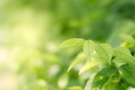Natural green leaves on bokeh and sun light with copy space. Beautiful green nature background. Safe world and ecology concept.の写真素材