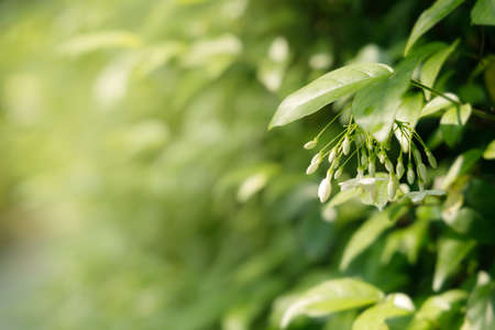 Natural green leaves on bokeh and sun light with copy space. Beautiful green nature background. Safe world and ecology concept.の写真素材