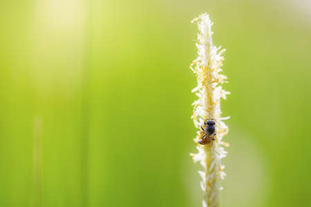 honey bee collecting the pollen of white grass flowers on blurred green background with morning sunlight.の写真素材