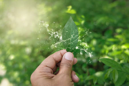 People 's hand holding natural green leaf with water splash on bokeh and sun light with copy space. Beautiful green nature background. Safe world and ecology concept.の写真素材