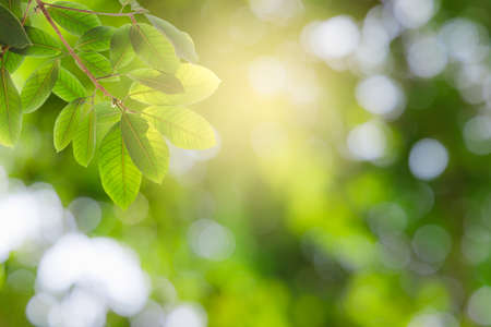 Natural green leaves on bokeh and sun light with copy space. Safe world and ecology concept.の写真素材