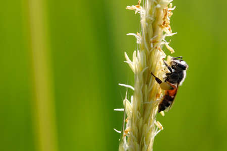 honey bee collecting the pollen of white grass flowers on blurred green background with morning sunlight.の写真素材