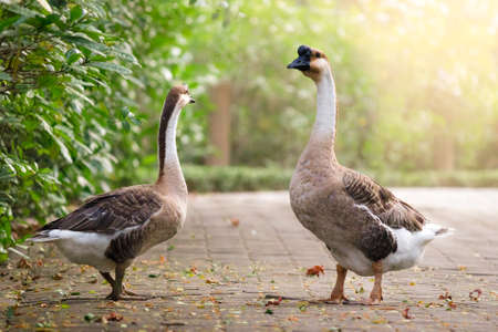 Two geese are feeding grass in a public park.の写真素材