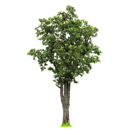 Isolated deciduous tree on a white background   . Cutout tree for use as a raw material for editing...