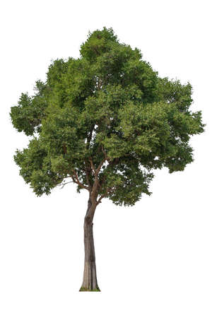 Cutout tree for use as a raw material for editing work. isolated beautiful fresh green deciduous small tree on white background with clipping path.の写真素材