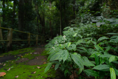 A large leafy plant with small white flowers grows in large numbers in the rainy season of Thailand.の写真素材