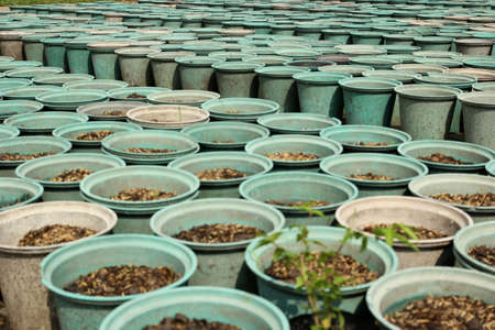 Potting soil for planting の写真素材