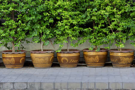 Planter on the sidewalk の写真素材