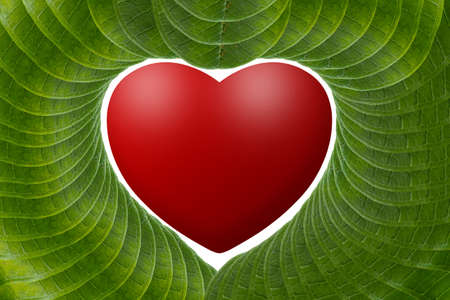 Red  heart with green leaves の写真素材