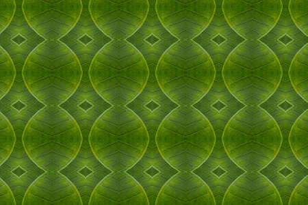 Art from leaves  Wall paper concept の写真素材