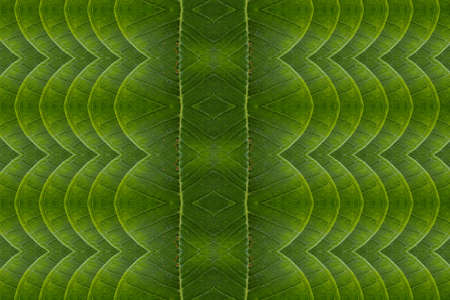 Art from leaves  Wall paper concept 
