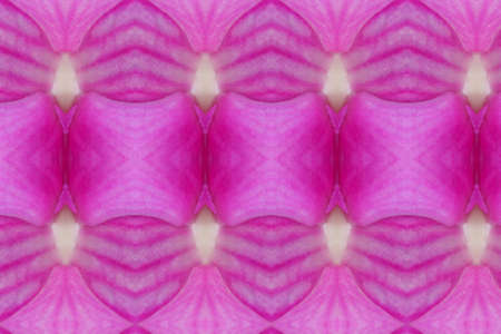  Create from Purple flower   Wall paper concept の写真素材