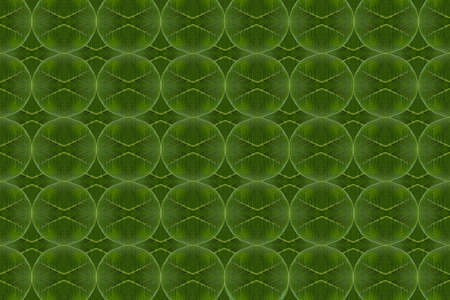 Pattern from leaf and wall paper conceptの写真素材