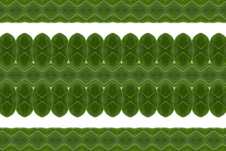 Art from leaves  wall paper concept 