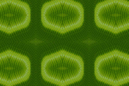 Art from leaves  wall paper concept の写真素材