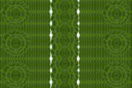Pattern from leaf and wall paper concept