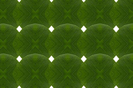 Pattern from leaf and wall paper conceptの写真素材